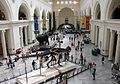 Image 4The main hall of the Field Museum of Natural History in 2007, with Sue the T. rex in the foreground (from Culture of Chicago)