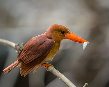 Ruddy kingfisher