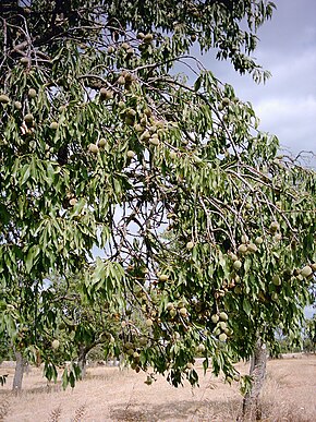 Branch of tree with green fruit