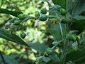 C. lacryma-jobi plant with flowers and fruit in Nepal