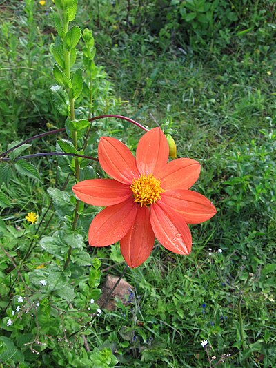 Dahlia coccinea