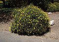 A shrub