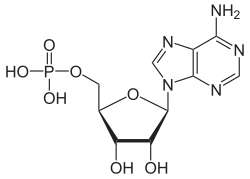 Skeletal formula of AMP