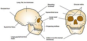 Front and side view diagram of Neanderthal skull reconstruction emphasising large circular orbits, straightened chin, projecting nasal bridge, large brow ridge, receded forehead, long topped braincase, occipital bun, fossa, and a large gap behind the third molar