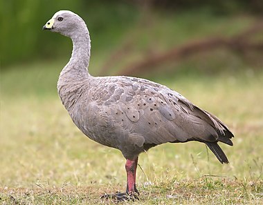 Cape Barren Goose