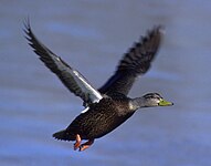 American black duck