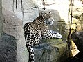 Akron Zoo Jaguar 2006