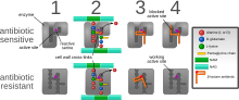 Diagram depicting antibiotic resistance through alteration of the antibiotic's target site