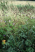 Great burnet (Sanguisorba officinalis)