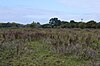 Little Hallingbury Marsh