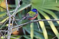 A wintering male painted bunting at the Okeeheelee Nature Center, Florida.