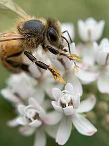 A honey been is grasping the asclepias angustifolia flower. Attached to the bee's legs are yellow chains of pollinea being moved for pollination into other flowers.