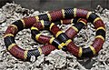 Image 29A venomous coral snake uses bright colours to warn off potential predators. (from Animal coloration)