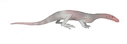 Prolacerta broomi