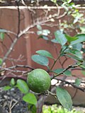 Unripe Kumquat