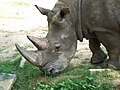 White rhinoceros