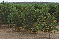 Orange in São Paulo. In 2018, Brazil was the world's largest producer, with 17 million tonnes. South America produces 25% of the world's orange.