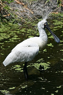 Royal Spoonbill