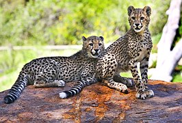 Cheetah cubs