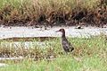 Slaty-breasted rail in the wetlands of Vasai, Maharashtra, India