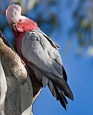 Female galah (Eolophus roseicapilla) raising her crest