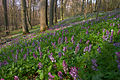 Corydalis cava in Germany