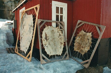 Seal drying before being scraped with a halukhit