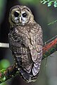 Image 7The northern spotted owl primarily inhabits old-growth forests in the northern part of its range (Canada to southern Oregon) and landscapes with a mix of old and younger forest types in the southern part of its range (the Klamath region and California). (from Old-growth forest)