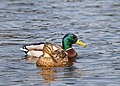 Mallard (male and female)