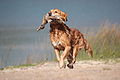 Image 13A gun dog retrieving a duck during a hunt (from Animal)