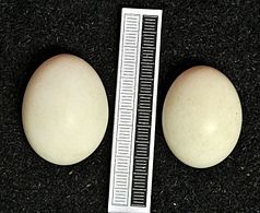 Eggs, Collection Museum Wiesbaden