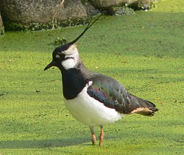 Northern lapwing (Vanellus vanellus)