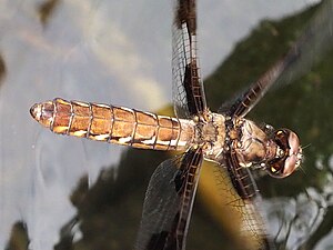 Common whitetail female