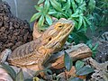 Male basking under a lamp