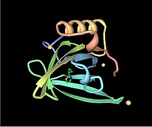 A ribbon diagram of a mouse major urinary protein with a small chemical ligand in its binding pocket.