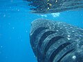 Image 20The gill slits of a whale shark flaring as it expels water from its pharyngeal cavity. (from Shark anatomy)