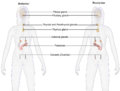 Female endocrine system