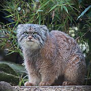 Furry Pallas's cat on a stump