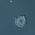 Nuclearia, filose amoebae related to fungi