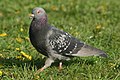 Rock pigeon