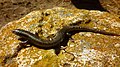 Iberian skink, a reptile species present on Isla Grosa.