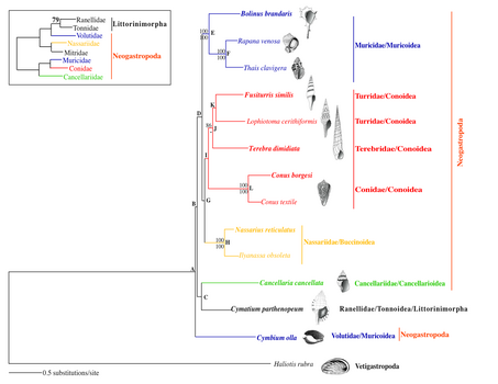 Phylogenetic relationships within Gastropoda.