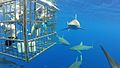 Image 18Sharks swimming outside shark-proof cage with people inside (from Shark cage diving)