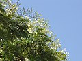 Flowers and leaves