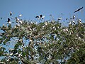 Yellow-billed stork heronry in Tanzania