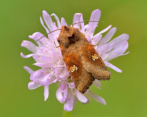 Amphipoea oculea by Ivar Leidus