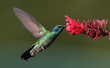 Green Violetear