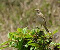 A. s. similis near Mysore, India