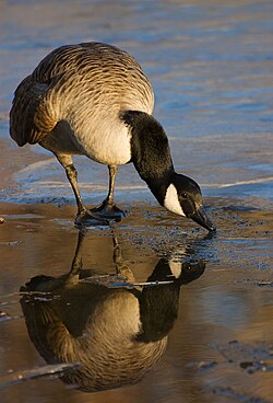 Canada Goose