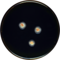 Aspergillus croceus growing on MEAOX plate